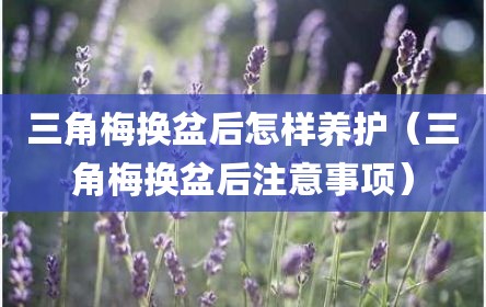 三角梅换盆后怎样养护（三角梅换盆后注意事项）