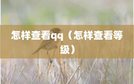 怎样查看qq（怎样查看等级）