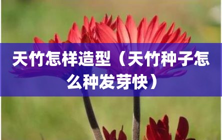 天竹怎样造型（天竹种子怎么种发芽快）