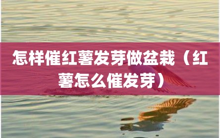 怎样催红薯发芽做盆栽（红薯怎么催发芽）