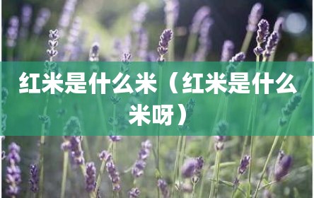 红米是什么米（红米是什么米呀）