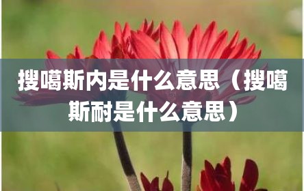 搜噶斯内是什么意思（搜噶斯耐是什么意思）