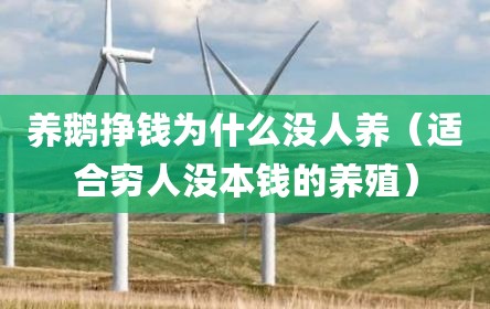 养鹅挣钱为什么没人养（适合穷人没本钱的养殖）