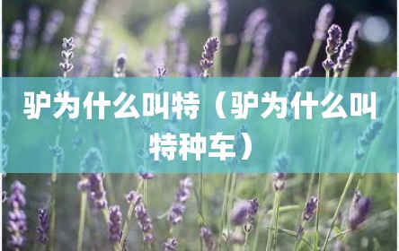 驴为什么叫特（驴为什么叫特种车）