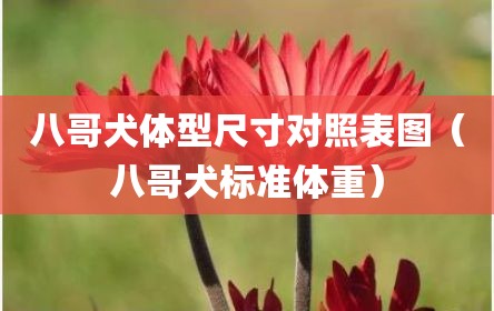 八哥犬体型尺寸对照表图（八哥犬标准体重）