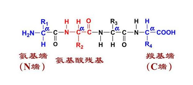 肽链是什么（肽链是什么图示）