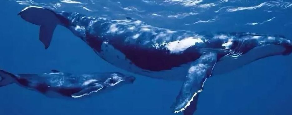 蓝鲸的资料和图片（蓝鲸的资料和图片介绍）