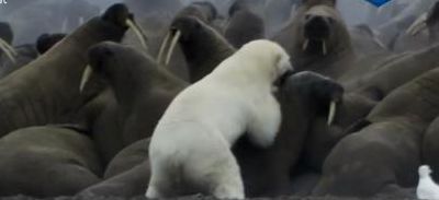 北极熊吃企鹅（北极熊吃企鹅不）