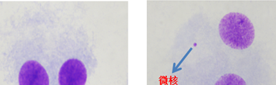 微核试验（微核试验的遗传学终点为）