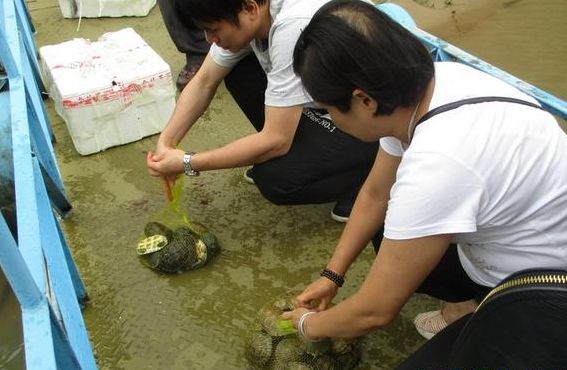 茹何放生（巴西龟茹何放生）