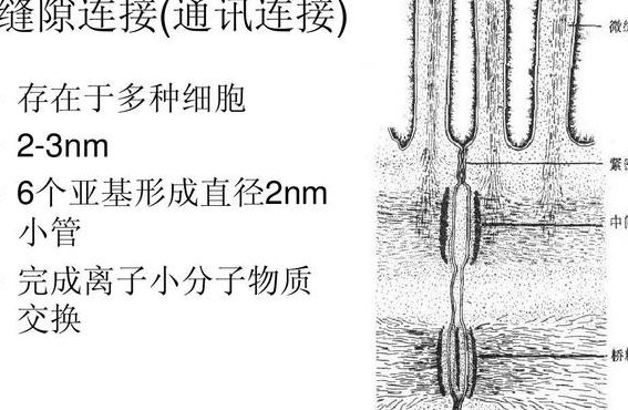 缝隙连接（缝隙连接和链接的区捌）