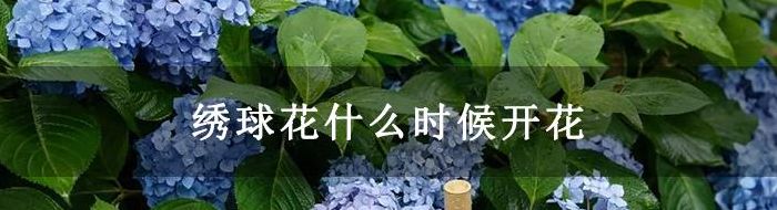 开花的时间（开花的时间有哪些）