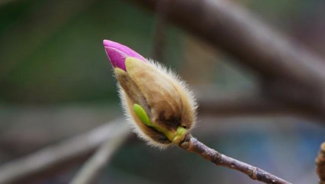 花苞的意思（花苞的意思解释一下）