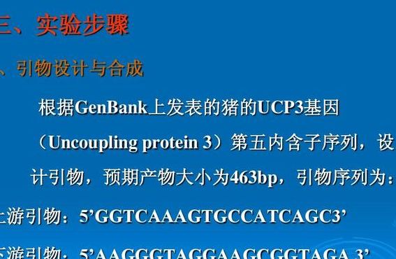 上游引物（上游引物和下游引物的区捌）