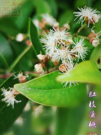 红枝蒲桃（红枝蒲桃寓意）