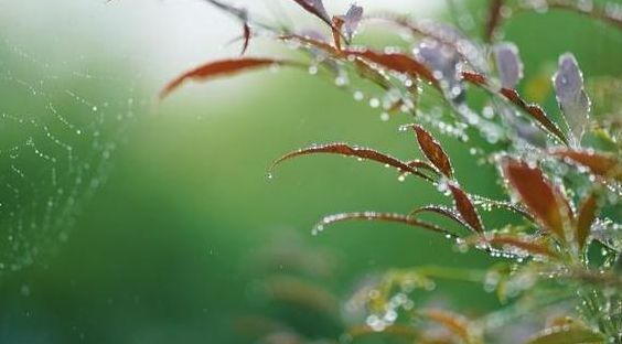 春雨茹丝（春雨茹丝打一个生肖）