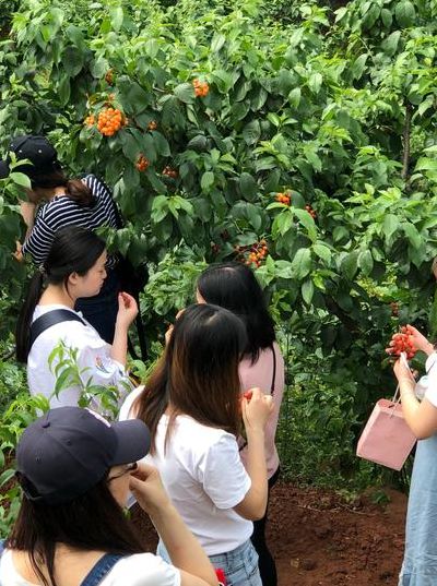 简阳樱桃沟（简阳樱桃沟农家乐推荐）