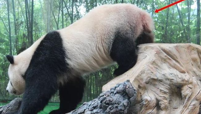 大熊猫的尾巴（大熊猫的尾巴长多少厘米）
