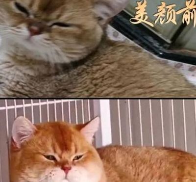 猫怀孕几个月生产（金渐层母猫怀孕几个月生产）