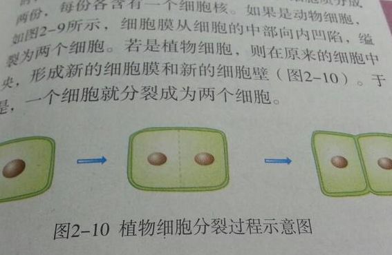 细胞分裂的简单介绍