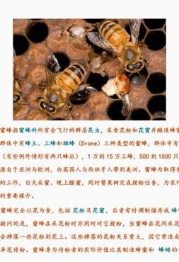 关于蜜蜂的知识（关于蜜蜂的知识30字）