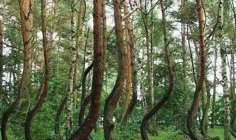 世界上最小的树（世界上最小的树林）