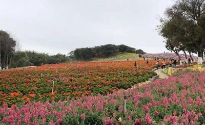 东莞松湖花海（东莞松湖花海要预约吗）