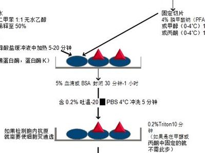 免疫组化原理（免疫组化原理步骤）