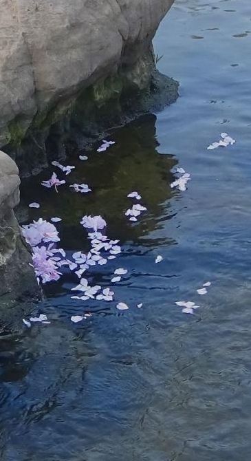 落花流水春已去（落花流水春已去什么意思）