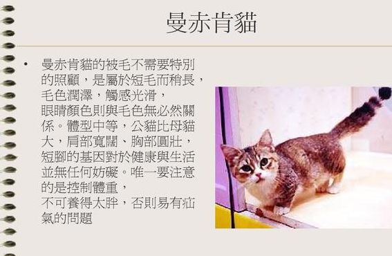 猫的资料（猫的资料详细介绍）