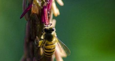 蜜蜂最怕什么农药（驱赶蜜蜂的最佳办法）
