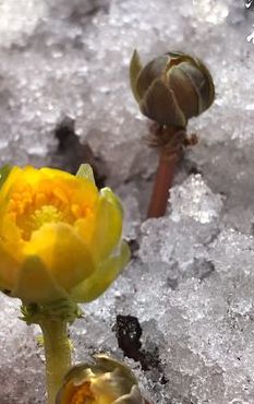 冰凌花是保护植物吗（冰凌花是保护植物吗）