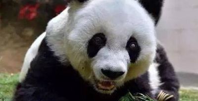 熊猫寿命大约是多少年（大熊猫的天敌是谁?）