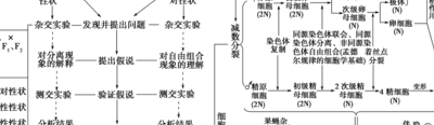 遗传学三大定律（遗传学三大定律的细胞学基础）