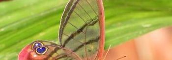 蝴蝶翅膀上的粉末有什么作用（蝴蝶翅膀上的粉末有什么作用伪装美观防水）