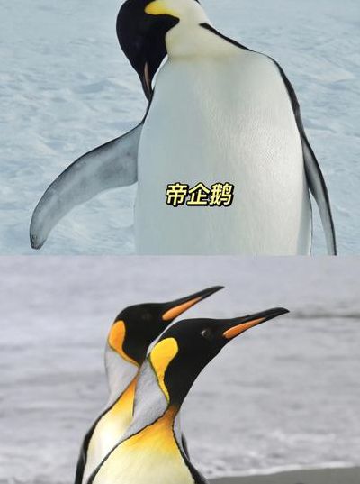 企鹅生活在哪里（中国企鹅生活在哪里）