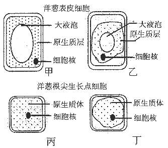 质壁分离的简单介绍