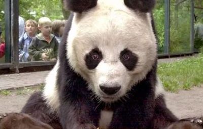 中国有几只大熊猫（中国有几只大熊猫在外国）
