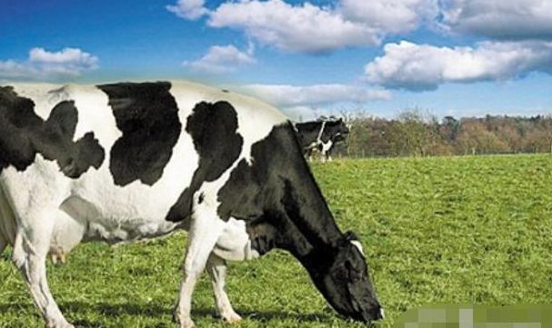 世界上最大的奶牛（世界上最大的奶牛是什么）