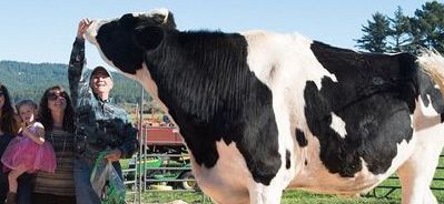 世界上最大的奶牛（世界上最大的奶牛是什么）