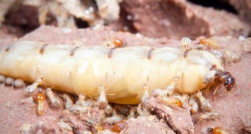 蚁后是谁生出莱的（世界最大蚂蚁2米）