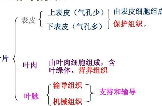 片的结构（七年级上册生物观察叶片的结构）