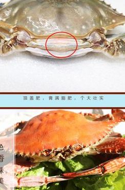 梭子蟹科（梭子蟹科的螃蟹）