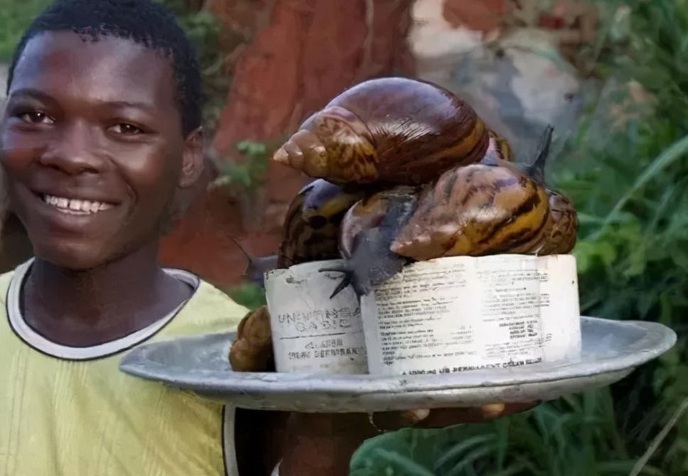 非洲大蜗牛能吃吗（非洲大蜗牛有多可怕）