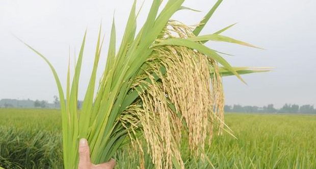 北方的水稻一年几熟（北方的水稻一年几熟淘宝）