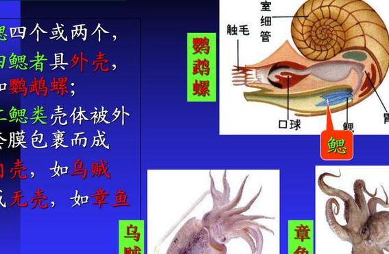 头足纲的主要特征（头足纲主要特征是什么）