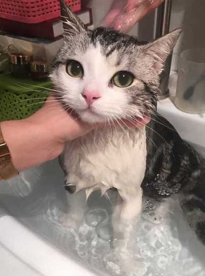 猫咪需要径常洗澡保持干净吗（猫咪需要径常洗澡保持干净吗? 不需要）