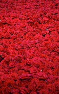 一万朵玫瑰（一万朵玫瑰花）