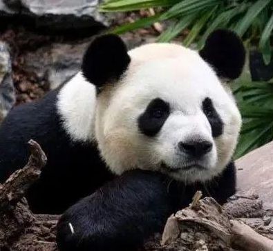 中国有多少大熊猫（中国有多少大熊猫在美国居住）