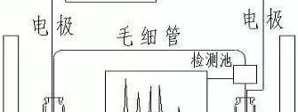 电泳原理（电泳原理及过程）